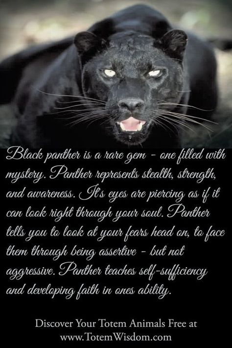 Your Animal Spirit Guide for February 17th is The Black Panther Panther Symbolism, Animal Meanings, Panther Cat, Spirit Animal Totem, Tattoo Animal, Animal Spirit Guide, Panther Tattoo, Animal Spirit Guides, Animal Guides