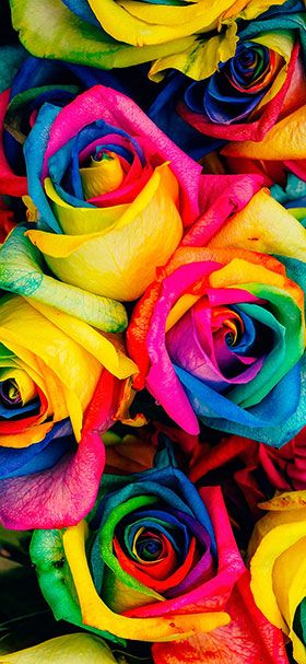 Cool rainbow flowers wallpaper Wallpaper Mawar, Wholesale Roses, Original Iphone Wallpaper, Unique Roses, Rainbow Roses, Colorful Roses, Rainbow Wallpaper, Diy Wedding Flowers, Beautiful Rose Flowers