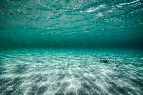 Environment Moodboard, Linkedin Cover Photo, Underwater Background, Trend Board, Underwater Pictures, Ocean Underwater, Sea Underwater, Ocean Backgrounds, Under The Water