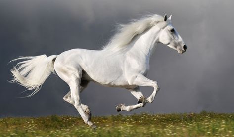 Ultimate List of White Horse Breeds Wild Horses Running, Horse Facts, Horse Galloping, Horse Inspiration, Most Beautiful Horses, Horse Diy, Majestic Horse, Running Horses, Horse Drawings