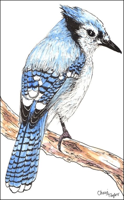 Blue Jay Drawing Pencil, Blue Jay Drawing Easy, Blue Jay Sketch, Blue Jay Drawing, Blue Bird Art, Blue Jay Bird, Folk Art Flowers, Animal Doodles, Bird Silhouette