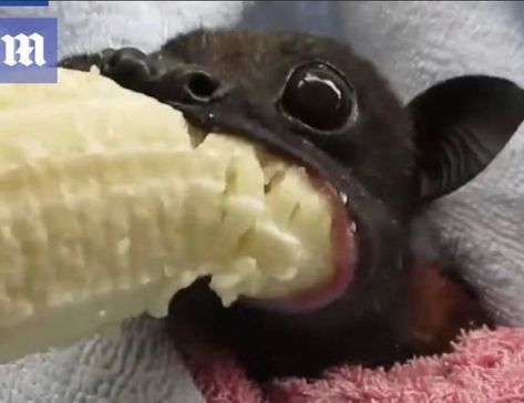 Bat Eating, Eating Bananas, Funny Animal Photos, Cute Bat, Silly Cats Pictures, Pretty Animals, Silly Animals, Cute Animal Photos, Silly Cats