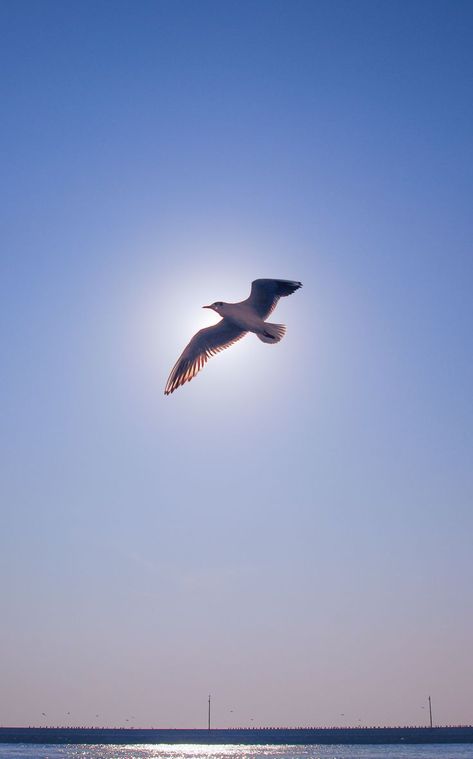 Albatross Wallpaper, Bird Flying, Bird Gif, Bird Care, Colorful Parrots, Download Free Images, Gull, Wild Birds, Sky Aesthetic