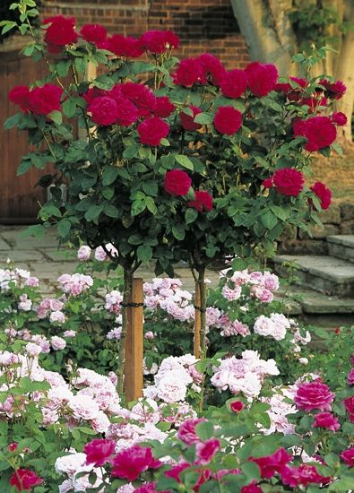 Buy Standard Roses & Tree Roses - David Austin Roses Roses Tree, Container Roses, Standard Roses, Rooting Roses, Rose Garden Design, Rose Varieties, Porte Decorate, Shrub Roses, Rose Trees