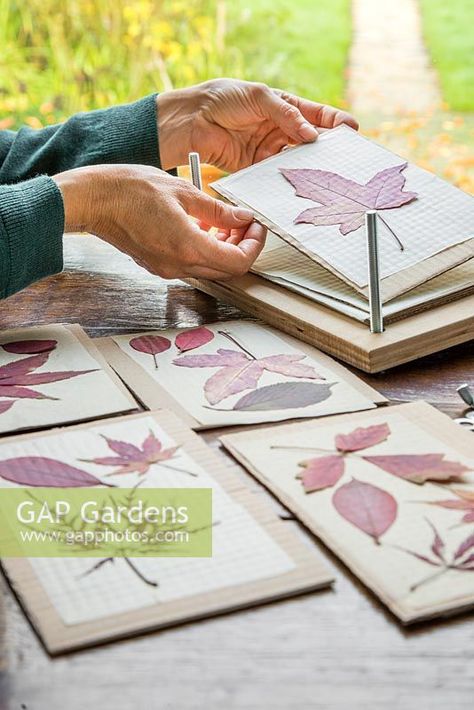 De-constructing the leaf press to reveal the pressed Autumn leaves. Leaf Pressing, Cosy Interior, Pressed Leaves, Plant Photography, Autumn Leaf, The Leaf, Diy Clay Crafts, Autumn Decor, Frame Decor