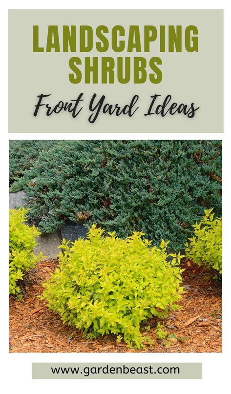 Front Landscaping Bushes, Simple Low Maintenance Front Yard, Low Bushes For Landscaping, Easy Shrubs Front Yards, Landscaping With Shrubs And Bushes, Landscaping Shrubs Front Yard, Landscaping In Front Of Low Windows, Layering Shrubs Landscaping, Simple Bushes In Front Of House