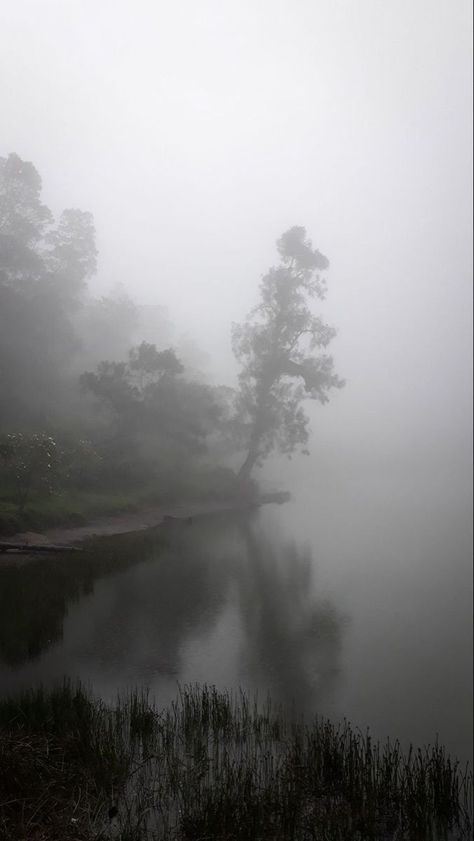 Fog Asethic, Foggy Nature, Paradis Sombre, Scandinavian Landscape, Foggy Landscape, Misty Lake, Dark Naturalism, Dark Forest Aesthetic, Rainy Day Aesthetic