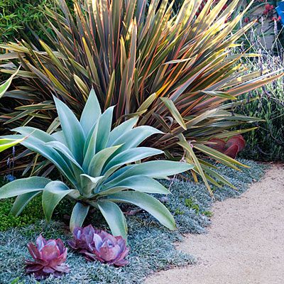 Pink Echeveria ‘Afterglow’ dots the carpet of gray-blue Dymondia margaretae, repeating the hues of the larger sculptural accent plants:  bronze-tinged ‘Sundowner’ phormium is striking beside an icy blue Agave attenuata ‘Nova’. Gardening, landscaping Drought Tolerant Garden, Drought Tolerant Landscape, Dry Garden, Desert Garden, Garden Borders, Pretty Plants, Gorgeous Gardens, Easy Garden, Green Life