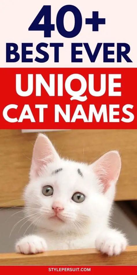 UNIQUE CAT NAMES Male Cat Names Unique List, Black Cat Names Boys, Female Cat Names Unique, Boy Cat Names Unique, Male Cat Names Unique, Kitten Names Boy, Cat Names Boy, Cat Names Male, Kitten Names Unique