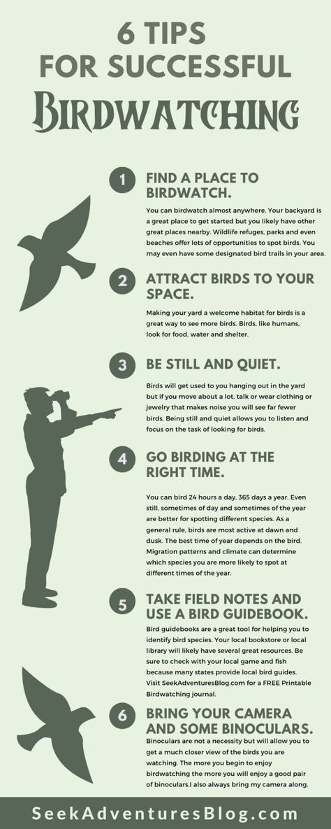 Bird Watching For Beginners, Bird Watching Journal Free Printable, Birdwatching Aesthetic, Birdwatching Journal, Birding Tips, Hobby Lobby Letters, Bird Watching Journal, Bird Journal, Outdoor Hobbies