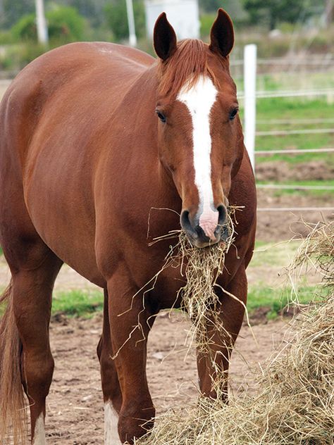 Feeding Horses, Horse Feeding, Fat Horse, Chestnut Horses, Grass Hay, Equine Nutrition, Horse Exercises, Horse Chestnut, Horse Feed