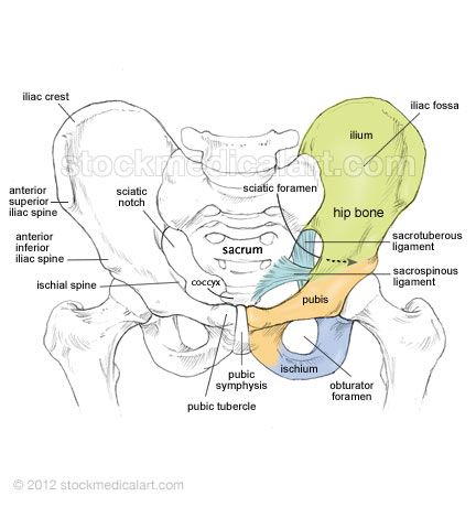 The pelvis or "basin" is composed of four bones: the two hip bones, the sacrum and ... Radiography Student, Pelvis Anatomy, Hip Anatomy, Radiology Student, Pelvic Bone, Anatomy Bones, Gross Anatomy, Basic Anatomy And Physiology, Vet Medicine