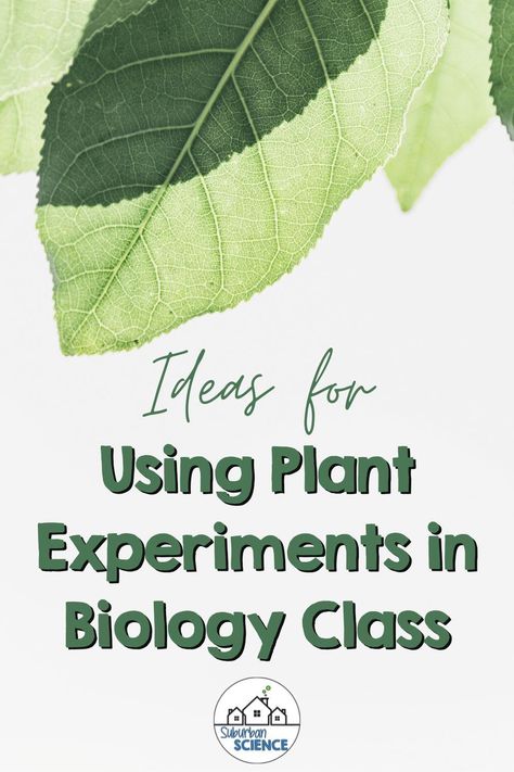 Would you like to incorporate more plant experiments for your Biology lesson plans? We’ve got some great plant lab ideas  that will fit into you course standards, including the Next Generation High School Life Science Standards. Included activities: Plant anatomy labs, plant cell lab, photosynthesis lab, leaf chromatography lab, forestry & biodiversity activities, plant cladogram activity. We hope these resources help you, many are free and virtual. Plant Experiments For Middle School, Biology Lessons High School, Biodiversity Activities, Cell Lab, Plants Science Activities, Photosynthesis Lab, Plants Life Cycle Activities, Horticulture Education, Biology Lesson Plans