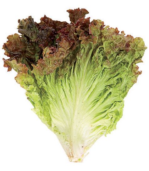 Red Leaf Lettuce Types Of Lettuce, Red Leaf Lettuce, Leaf Lettuce, Lettuce Seeds, Garden Plots, Eat This Not That, Cooking Hacks, Lettuce Leaves, Red Leaves