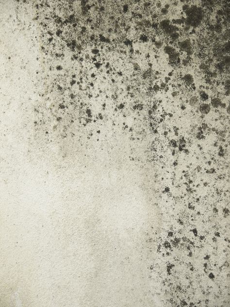 grunge moldy walls Black Mold Symptoms, Mold Illness, Sara Gottfried, Kawaii Metal, Mold Exposure, Mold In Bathroom, Natural Health Tips, Wall Molding, Natural Health Remedies