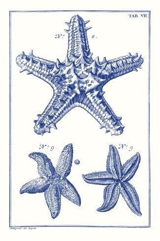 size: 18x12in Art Print: Blue Sea Stars V by Vision Studio : Beachy Prints Wall Art, Aesthetic Blue Posters, Sophomore Posters, Beach Wall Prints, Laptop Widgets, Vintage Wall Prints, Blue And White Prints, Beachy Prints, Movie Icon