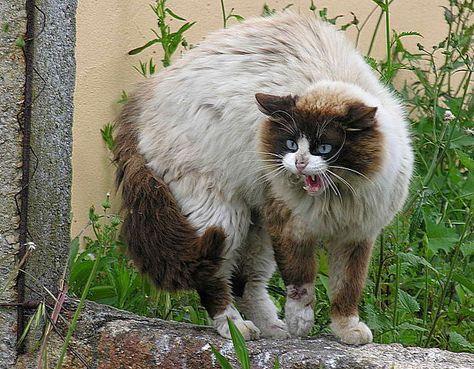 Denmarks Domesticated Cats Grew Larger Over Time Funny Halloween Pictures, Cat Hissing, Grumpy Cats, Cat Communication, Angry Cat, Feral Cats, Cat Behavior, Funny Cat Memes, Grumpy Cat