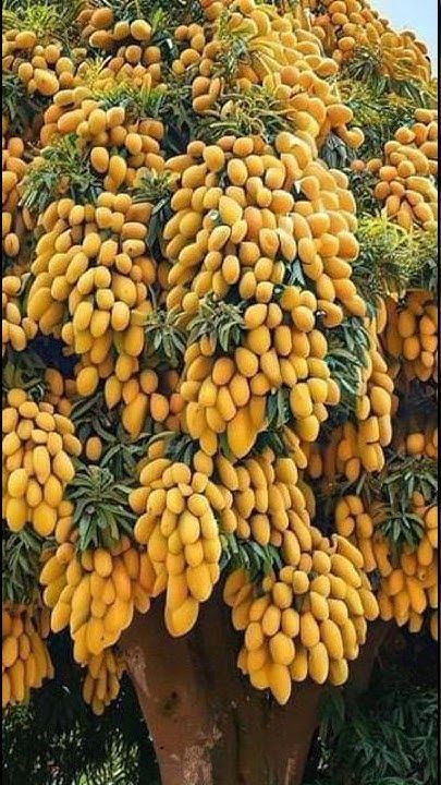 Tropical Fruit Photography, Tropical Fruit Trees, Tree Grafting, Grafting Fruit Trees, Fruit Tree Garden, Mango Trees, Fruit Bearing Trees, Organic Fruits, Fence Wall