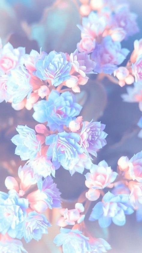 Happy Spring Images, Floral Phone Wallpaper, Frühling Wallpaper, Wallpaper Happy, Blue Flower Wallpaper, Spring Images, Background Floral, Spring Mood, Pink And Blue Flowers