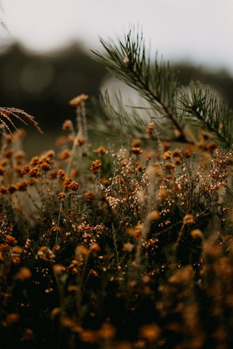 Free Outdoors Image on Unsplash These Broken Stars, Fall Mood Board, Get Ready For Fall, Autumn Quotes, Ready For Fall, Wet Weather, Autumn Aesthetic, Nature Aesthetic, Autumn Photography