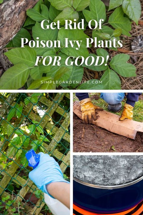 Get rid of poison ivy plants for good by simplegardenlife.com Natural Poison Ivy Killer, How To Kill Poison Ivy, Poison Ivy Spray, Poison Ivy Killer, Kill Poison Ivy, Poison Ivy Plants, Poison Ivy Remedies, Garden Wild, Poison Oak