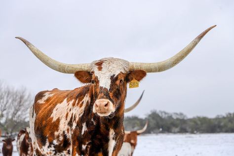 Lee Mandel on Instagram: “Snow in Texas. #texas #texas🇨🇱 #texashillcountry #texasphotographer #austin #austintx #longhorns #longhorn #longhorncattle #texaslonghorns…” Longhorn Aesthetic, Bull Pictures, Long Horns, Longhorn Cattle, Pictures Tips, Longhorn Cow, Bull Art, Long Horn, Western Vibes