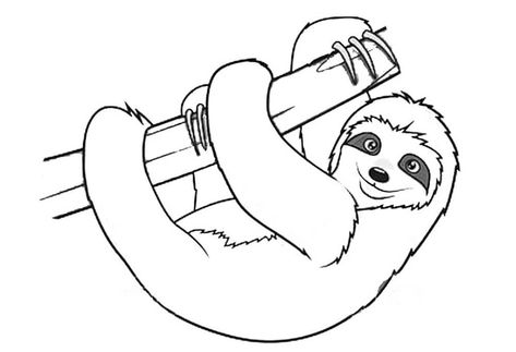 Sloth Coloring Pages - Best Coloring Pages For Kids Sloth Coloring Pages, Sloth Drawing, Kids Printable Coloring Pages, Three Toed Sloth, Color Pages, Printable Animals, Desenho Tattoo, Cute Sloth, Disney Coloring Pages