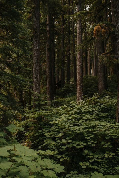 Washington Nature Aesthetic, Olympic National Park Aesthetic, Emileecore Aesthetic, Washington Forest Aesthetic, Regan Core, Emilee Core, Cheyenne Core, National Parks Aesthetic, Kelsey Core