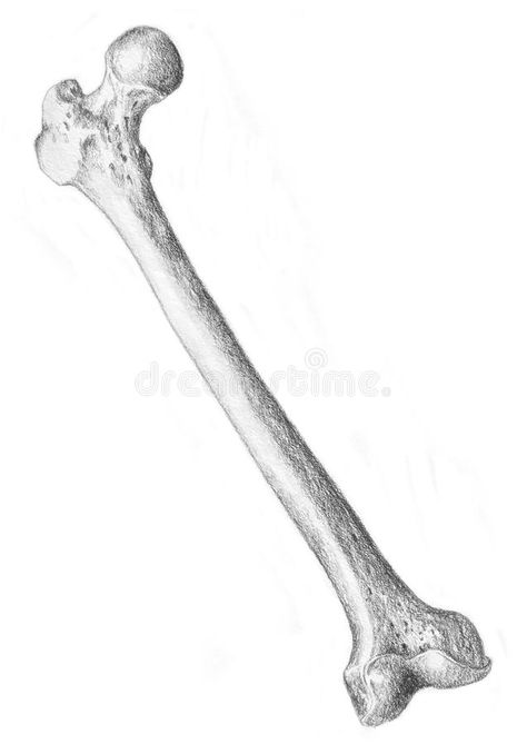 Femur - skeleton. A sketch in black and white of the human skeleton. Femur, bone #Sponsored , #AD, #Paid, #skeleton, #human, #bone, #sketch Bone Drawing Aesthetic, Leg Bones Drawing, Human Bones Drawing, Bone Drawings Simple, Bone Art Drawing, Bones Drawings, Bone Sketch, Bones Sketch, Femur Bone Drawing