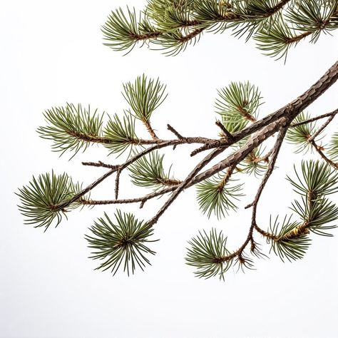 Premium AI Image | pine tree branch on white background texture Pine Tree Photography, Acrylic Trees, Pine Tree Branch, Branch Drawing, White Pine Tree, Ponderosa Pine, Winter Inspiration, Pine Branches, Interior Pictures