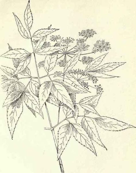 Water Hemlock Tattoo, Flowers Guide, Water Hemlock, Mural Inspiration, Collage Mural, Flowers Wild, Flower Guide, Special Interest, Plants Flowers