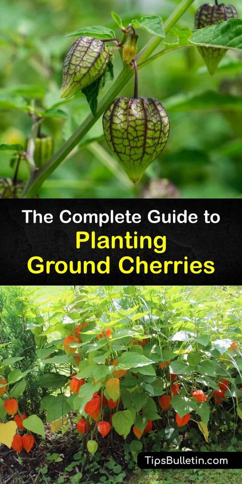 Ground Cherries Plant, Ground Cherries Growing, Ground Cherry Plant, Spices Garden, Starting Seeds Inside, Ground Cherries, Planting Seeds Indoors, Ground Cherry, Golden Fruit