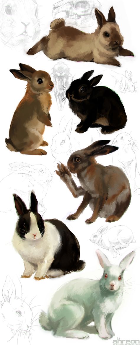 Rabbit Anatomy, Rabbit Pose, Rabbit Drawing, Beautiful Rabbit, Bunny Drawing, Animal Study, Drawing Studies, Rabbit Art, Bunny Art