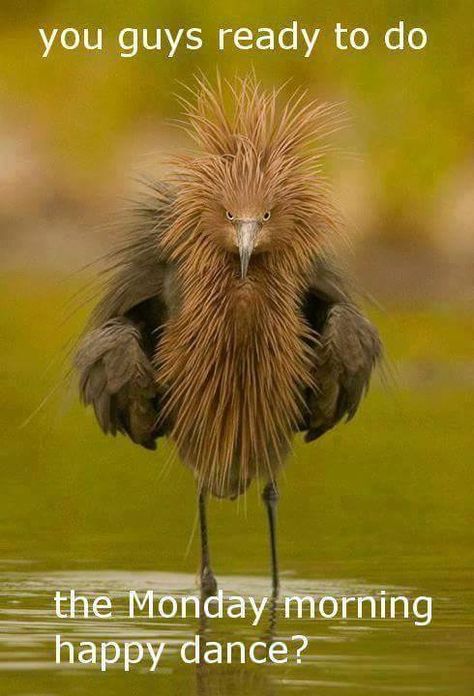 (9) Funny ~ Good Morning ~ Images ~ Quotes                                                                                                                                                                                 More Photo Animaliere, Matka Natura, Koci Humor, 웃긴 사진, All Birds, Exotic Birds, Pretty Birds, صور مضحكة, Colorful Birds