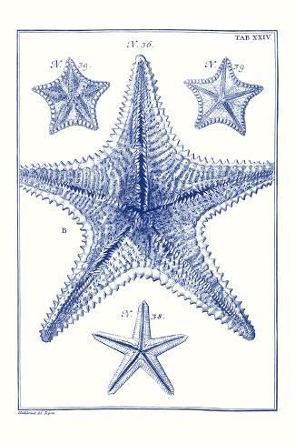 size: 18x12in Art Print: Blue Sea Stars VIII by Vision Studio : Blue Starfish, Sea Stars, Grey Home Decor, Blue Poster, Wall Art Plaques, Stupell Industries, New Wall, My New Room, Giclee Art