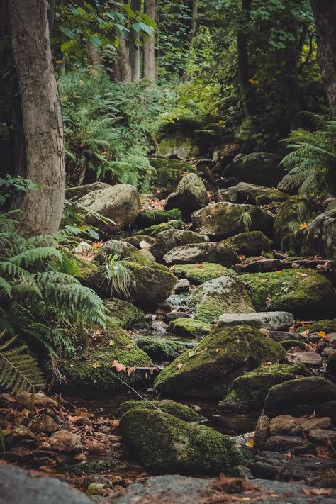 Bones In The Forest, Mossy Mushroom Forest, Rocks In Forest, Forest Floor Photography, Rocks Aesthetic Nature, Mossy Forest Aesthetic, Mossy Aesthetic, Pine Forest Photography, Forest Rocks