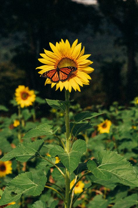 A butterfly landed perfectly still on sunflower Butterfly On Sunflower, Butterflies And Sunflowers, Sunflower Photos, July Aesthetic, Fall Sunflowers, Sunflower Girl, Butterfly Sunflower, Butterfly Aesthetic, Sunflower Photography