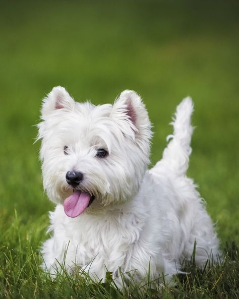 How many of these Terrier breeds do you know? 🐶 Terriers are among the most popular dog breeds in the UK – with The Kennel Club recognising more than 30 types, including Jack Russell, Staffies and West Highland White Terriers. From personality types to behaviours, click the link in our bio to read more about the top Terriers (📷Getty). #Terriers #TerrierDogBreeds Dog Types, Clever Dog, Dog Personality, Terrier Breeds, Popular Dog Breeds, Westie Dogs, Most Popular Dog Breeds, Purebred Dogs, Border Terrier