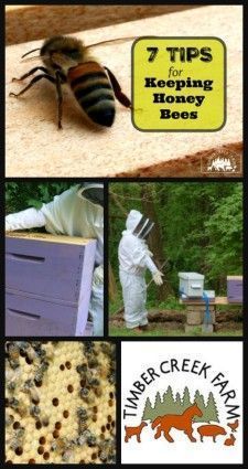 When adding bees, first take the time to learn how to start a honey bee farm because it deserves some unique considerations. Just as when adding any animal to the farm, being prepared before the bees come home, will help you be successful. Bee Farming, Homestead Animals, Beekeeping For Beginners, Raising Bees, Backyard Beekeeping, Buzz Bee, Honey Bee Hives, Bee House, Bee Farm