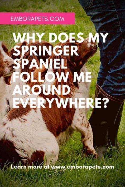 Why Does My Springer Spaniel Follow Me Around Everywhere? – Embora Pets Working Springer Spaniel, Springer Spaniel Puppies, Welsh Springer Spaniel, Weight Charts, Springer Spaniels, Spaniel Puppies, Eyes Problems, English Springer, English Springer Spaniel