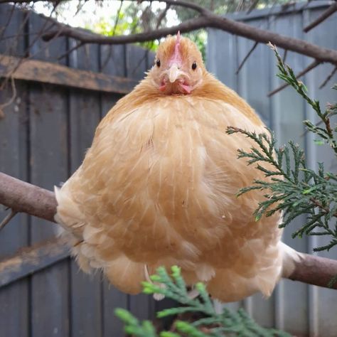 Chicken Animal Cute, Chicken Pfp, Funny Chicken Pictures, Pollo Animal, Chickens Breeds, Pet Chickens Breeds, Fluffy Chickens, Chicken Backyard, Aesthetic Chicken