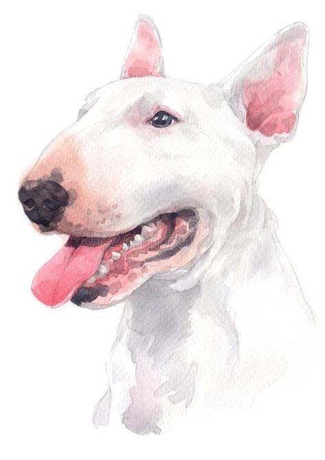 Bull Terrier Tattoo, White Dog Breeds, Bull Terrier Funny, Terrier Tattoo, White Bull Terrier, Bull Terrier Art, Colour Painting, Bully Dog, English Bull Terriers