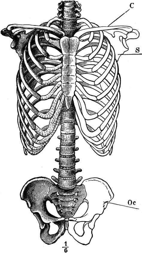 Skeleton of Trunk Rib Cage Drawing, Cage Art, Scientific Art, Anatomy Bones, Skeleton Drawings, Human Anatomy Art, Skeleton Art, Tattoo Illustration, Insect Art