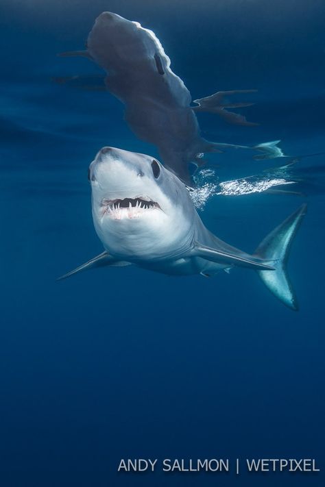 Save The Sharks, Big Shark, Shark Photos, Sharks For Kids, Mako Shark, Bull Shark, Shark Pictures, Shark Fishing, Shark Art