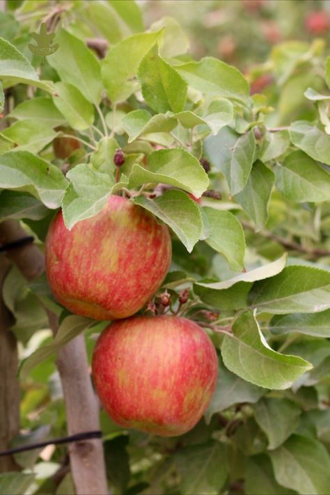 Honey Crisp Apple Tree, Nevada Plants, Billionaire House, Honeycrisp Apple Tree, Apple Tree From Seed, Honey Crisp Apple, Colorado Gardening, Grapevine Growing, Honeycrisp Apple