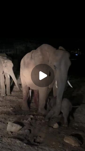 Sheldrick Wildlife Trust on Instagram: "A very special delivery just arrived in Ithumba!

On Tuesday night, one of our ex-orphans made the pilgrimage ‘home’ to give birth right outside the Ithumba stockades. While she was eager to introduce her baby to the Keepers who raised her, the new mum wasn’t ready for Ambo (seen in the background) to meet the little one just yet!

This tiny miracle is the 62nd elephant — that we know of — born to an orphan we rescued, raised, and reintegrated back into the wild. Stay tuned for the grand reveal of mum and baby! (And rest assured, the newborn is already much steadier on his feet — this video was taken moments after he was delivered.)

——
© Sheldrick Wildlife Trust
#SheldrickTrust #SWT #ChaimuSWT #ChapaSWT #family #swtbirthannouncement #elephant" Tiny Miracles, Sheldrick Wildlife Trust, Mum And Baby, Give Birth, Into The Wild, Special Delivery, Pilgrimage, Stay Tuned, The Wild