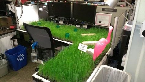 21 Hilarious Office Pranks That (Hopefully) Won't Get You Fired   I think it’s safe to assume that we all work really hard.  Besides the fact that doing anything worthwhile takes hard work and dedication, the trend has been longer and longer hours for American Coworker Pranks, Work Pranks, Office Prank, Birthday Pranks, Prank Ideas, Office Pranks, He Came Back, April Fools Pranks, Office Birthday