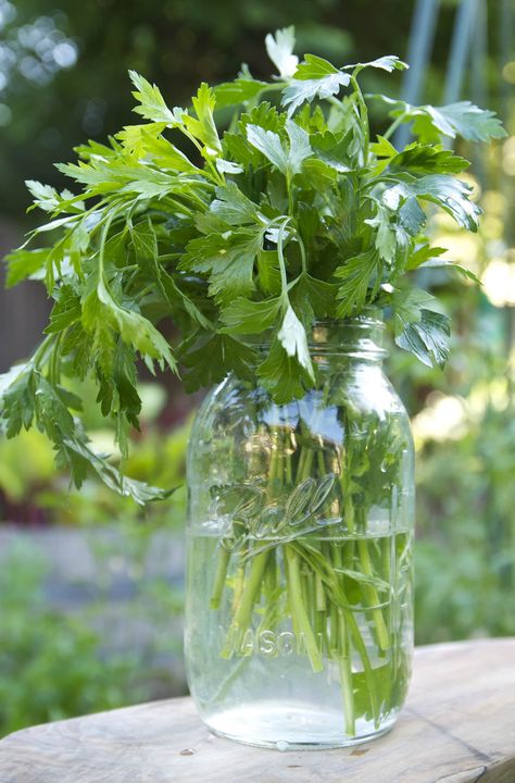 (Image credit: Jayme Henderson) I once read that parsley’s flavor is the “summation of all things green.” I’d say that’s a fitting description of this classic, lively, summer herb. Parsley is one of those herbs that produces exponentially, provided the proper growing situation. If you’re growing some in your garden, you most likely have a Preserve Parsley, Parsley Benefits, Preserving Herbs, Spice Cabinet, Better Homes And Garden, Dehydrator Recipes, Skin Care Remedies, How To Make Tea, Preserving Food