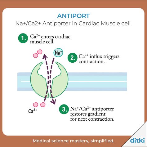 Cardiac Muscle Cell, Active Transport, Anatomy Physiology, Cell Biology, Pre Med, Physician Assistant, Flipped Classroom, Med Student, Medical Science