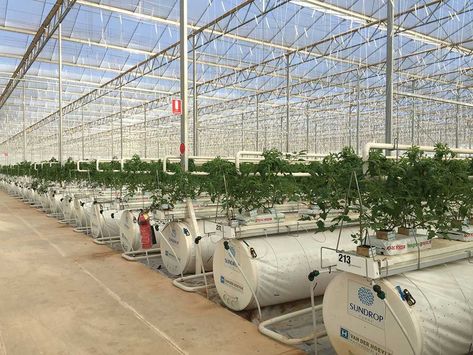 Polyhouse Farming Design, Tomatoes Plants Problems, Agriculture Projects, Gq Australia, Aquaponics Plants, Hydroponic Farming, Aquaponic Gardening, Vertical Farming, Aquaponics System